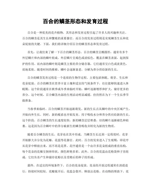 百合的鳞茎形态和发育过程
