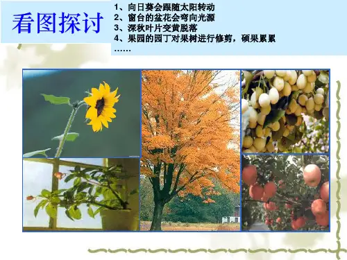 植物生长素的发现—公开PPT课件