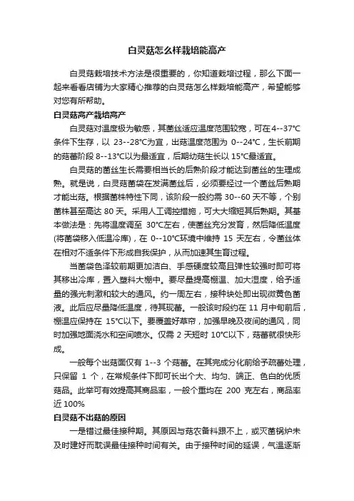 白灵菇怎么样栽培能高产