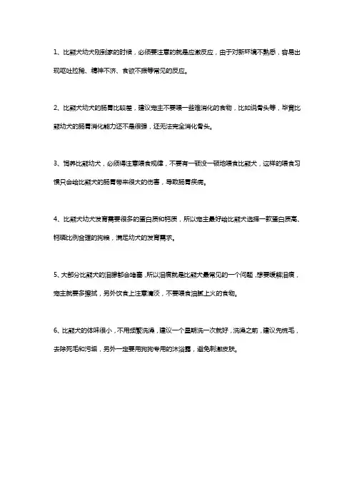 饲养比熊的注意事项
