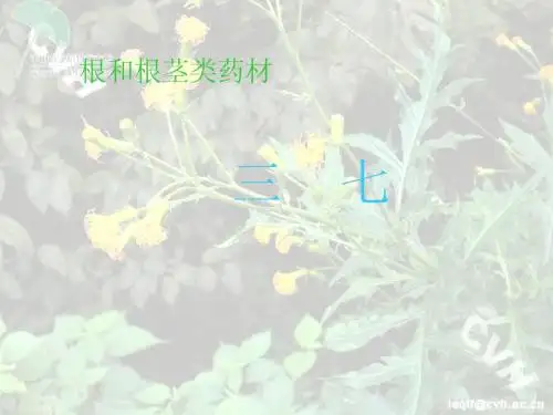 三七