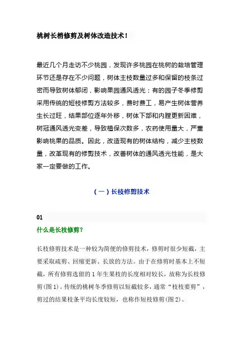 桃树长梢修剪及树体改造技术