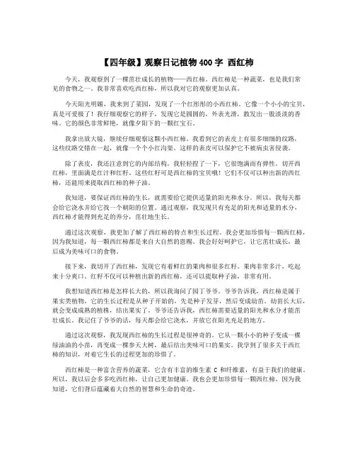 【四年级】观察日记植物400字 西红柿
