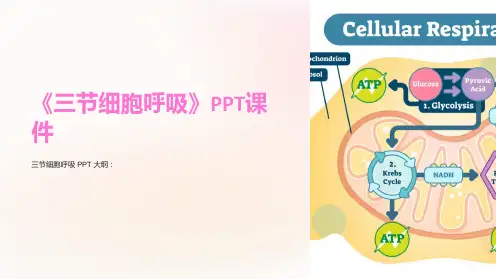 《三节细胞呼吸》课件