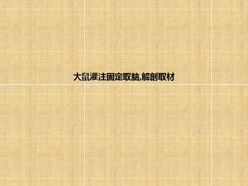 [医学]大鼠灌注固定取脑,解剖取材