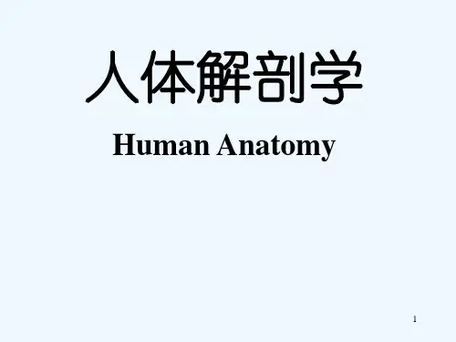 人体解剖学-PPT