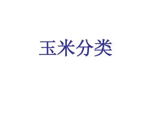 玉米分类