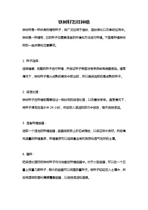铁树籽怎样种植