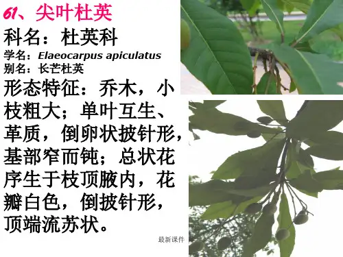 常见园林植物61到100种(岭南)PPT课件