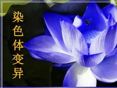 人教版教学课件必修二染色体变异课件