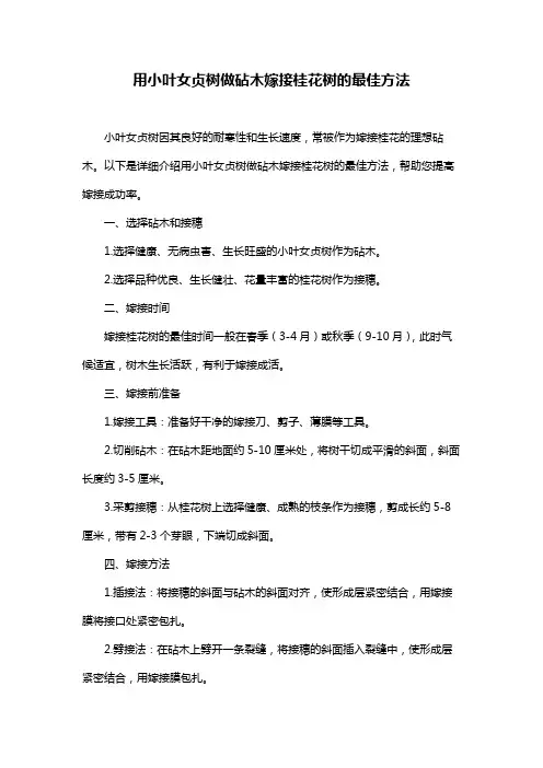 用小叶女贞树做砧木嫁接桂花树的最佳方法