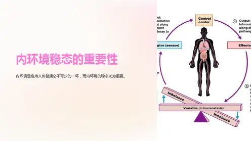 内环境稳态的重要性ppt