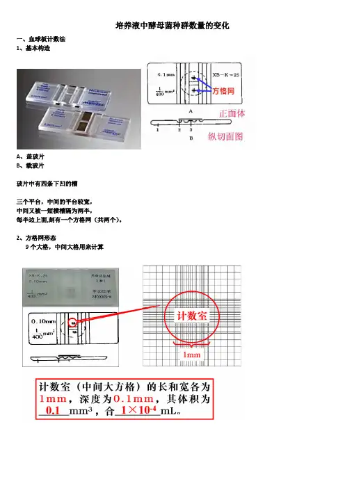 酵母菌数目的测定