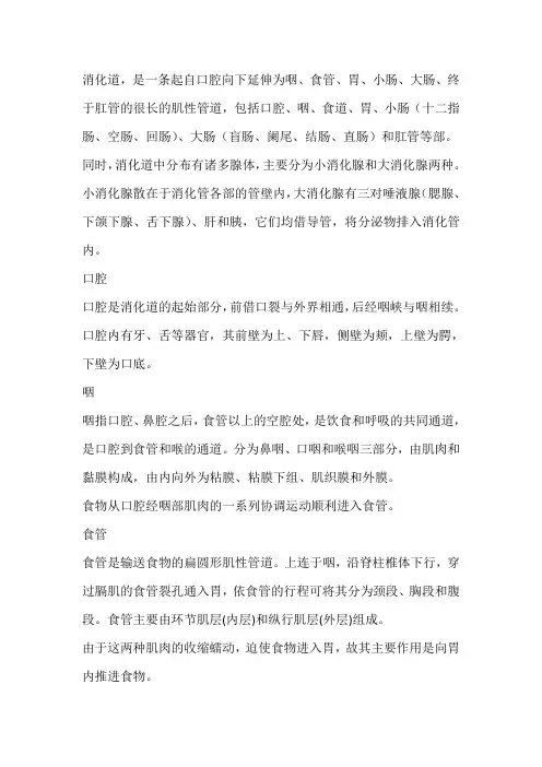 简述消化系统结构