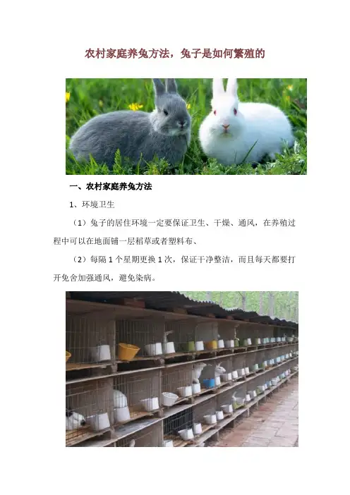 农村家庭养兔方法,兔子是如何繁殖的