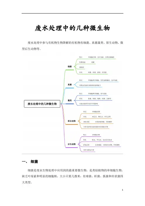 废水处理中的几种微生物