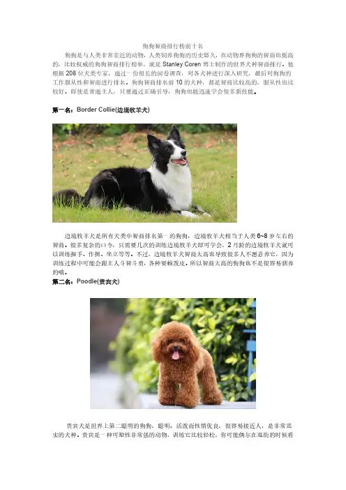 狗狗智商排行榜前十名