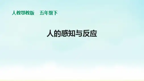 人教鄂教版五年级下册科学《人的感知与反应》课件