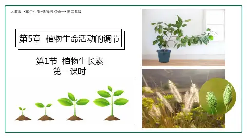植物生长素课件-高二上学期生物人教版选择性必修1