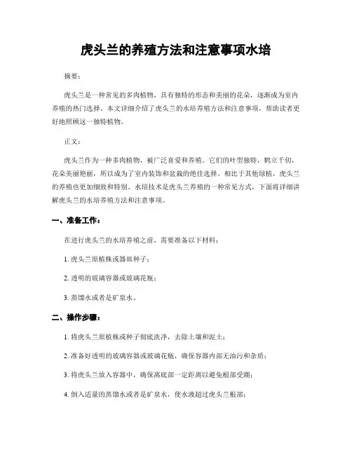 虎头兰的养殖方法和注意事项水培