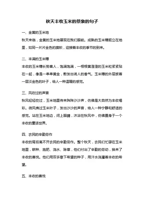 秋天丰收玉米的景象的句子