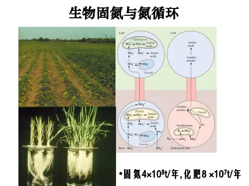 09 生物固氮