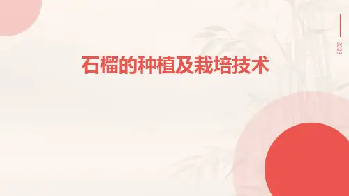 石榴的种植及栽培技术
