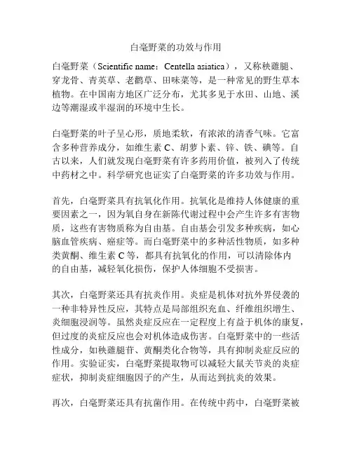 白毫野菜的功效与作用