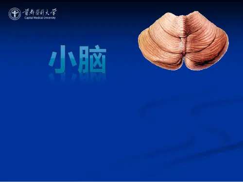 【课件-系统解剖学】_ 神经系统08 小脑_