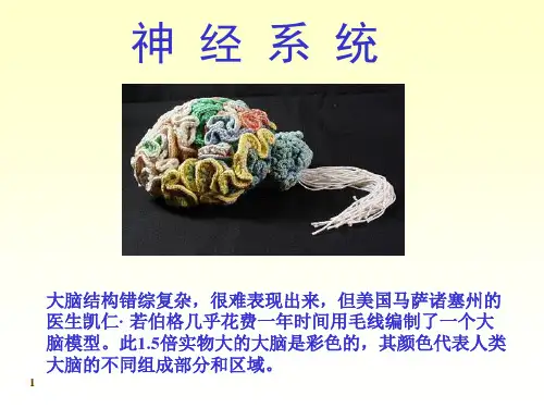 人体系统解剖教程14-神经系统-第一部分