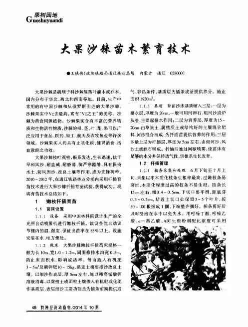 大果沙棘苗木繁育技术