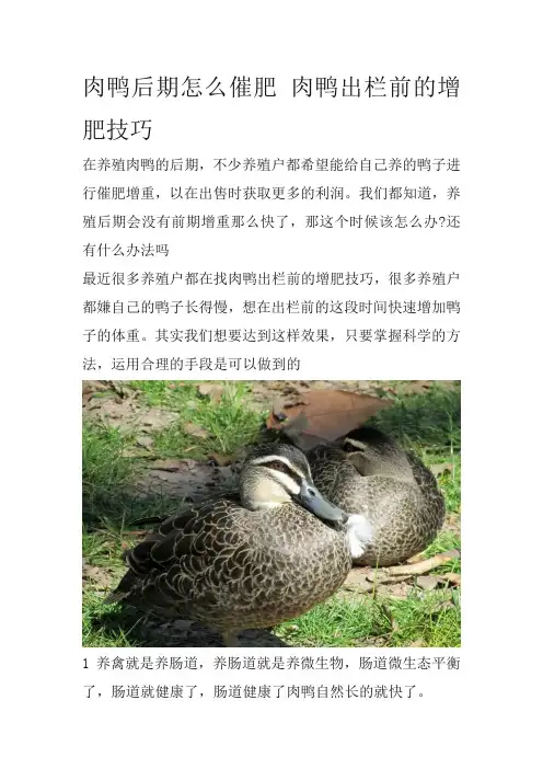 肉鸭后期怎么催肥 肉鸭出栏前的增肥技巧