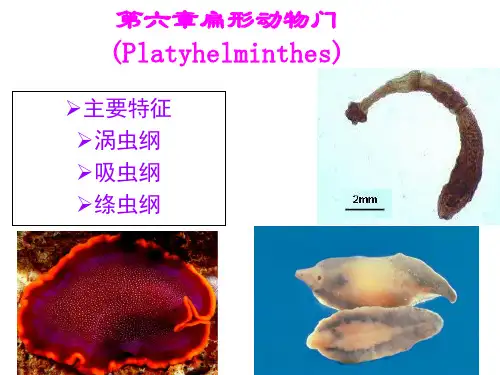 动物学 6-1扁形动物门主要特征