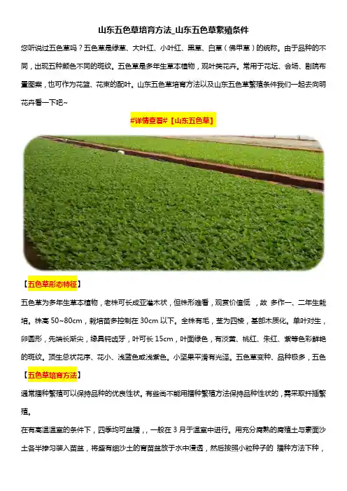 山东五色草培育方法_山东五色草繁殖条件