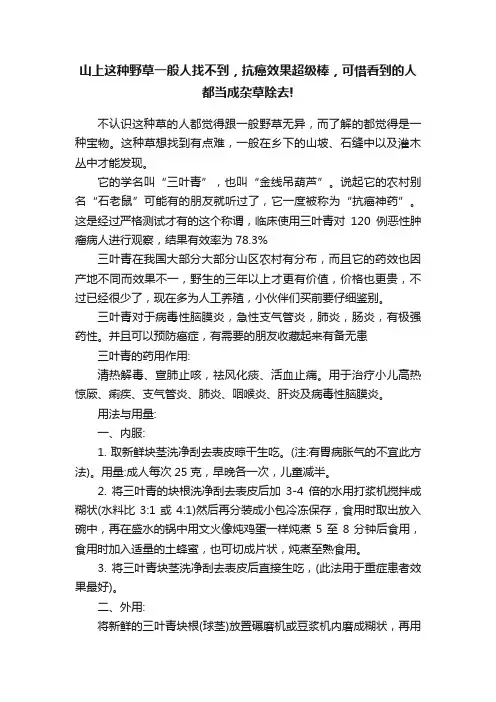 山上这种野草一般人找不到，抗癌效果超级棒，可惜看到的人都当成杂草除去!