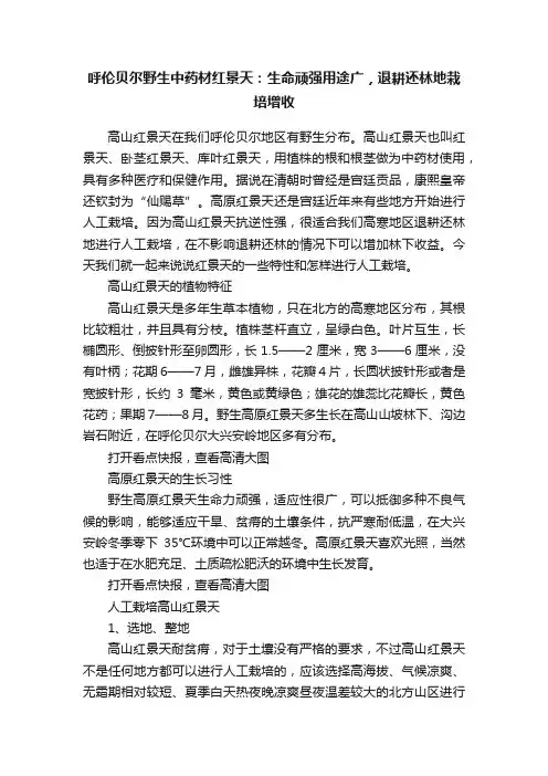 呼伦贝尔野生中药材红景天：生命顽强用途广，退耕还林地栽培增收