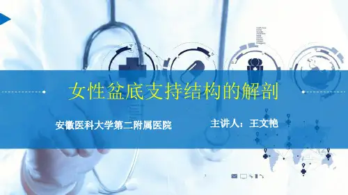 女性盆底支持结构的解剖