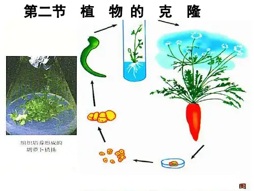 植物克隆