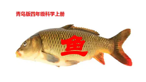 四年级科学 鱼