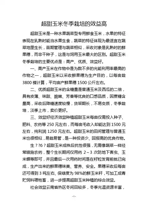 超甜玉米冬季栽培的效益高