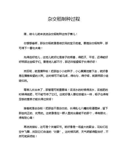 杂交稻制种过程