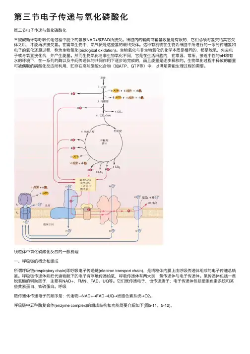 第三节电子传递与氧化磷酸化