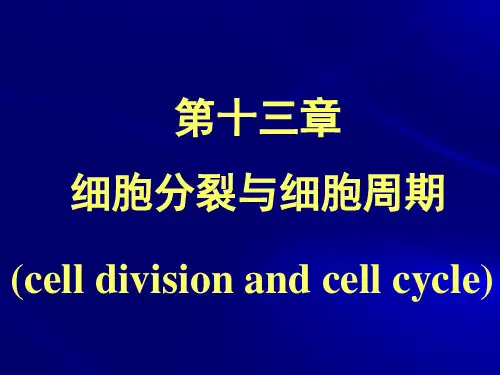 《细胞生物学》教学课件:13 细胞分裂与细胞周期