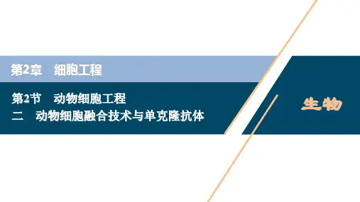 高中生物新人教版选择性必修3动物细胞融合技术与单克隆抗体(37张)课件