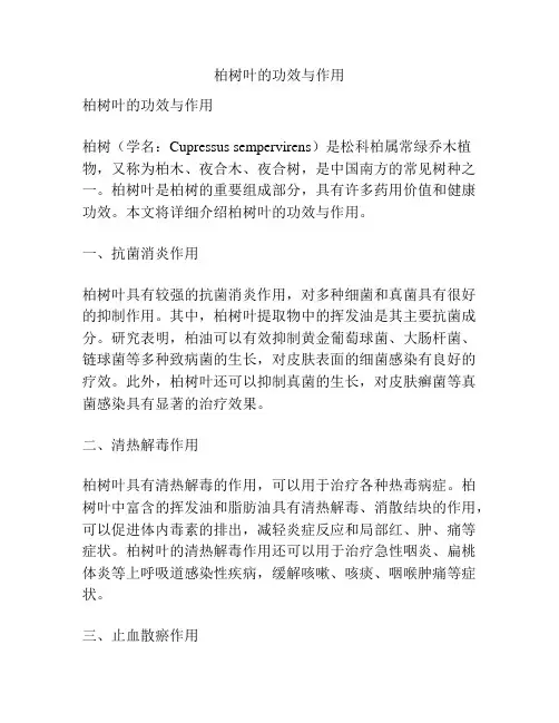 柏树叶的功效与作用