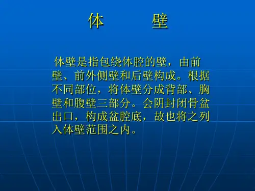 体    壁