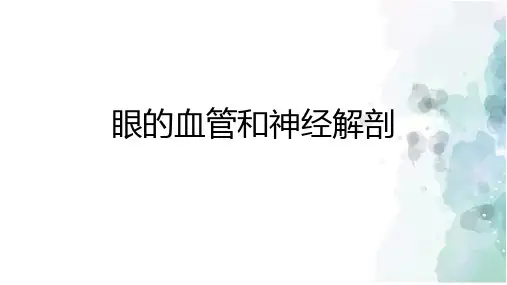 眼的血管和神经解剖
