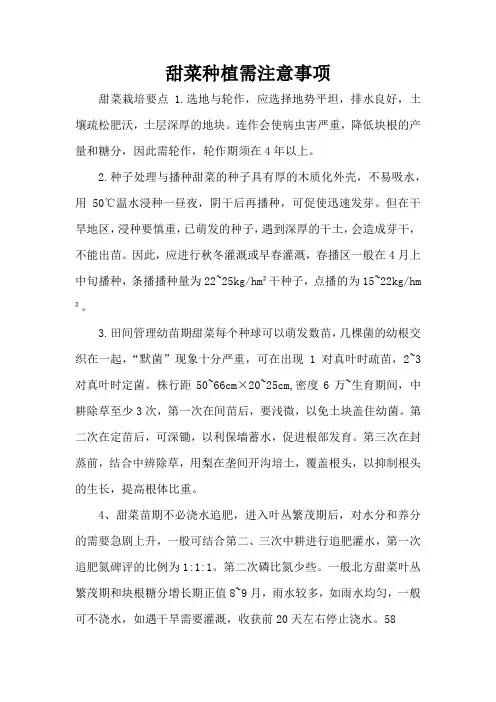 甜菜种植需注意事项