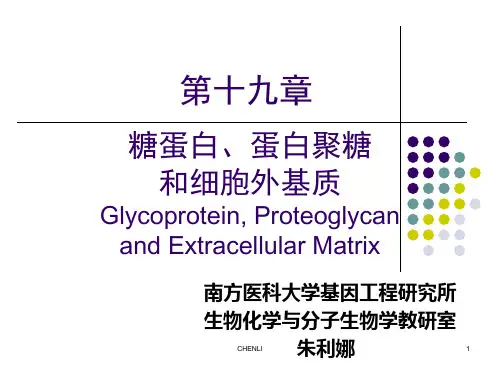 糖蛋白与蛋白聚糖PPT课件