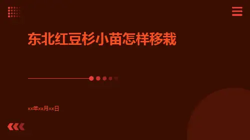 东北红豆杉小苗怎样移栽